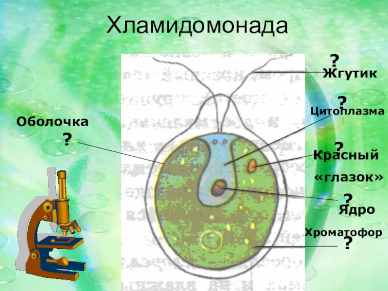 Водоросли жгутики. Оболочка хламидомонады. Хроматофор у хламидомонады. Строение хламидомонады. Глазок у хламидомонады.