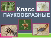 Презентация к открытому уроку по биологии на тему Паукообразные 7 класс
