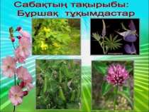 Бұршақ тұқымдастар (6 класс)