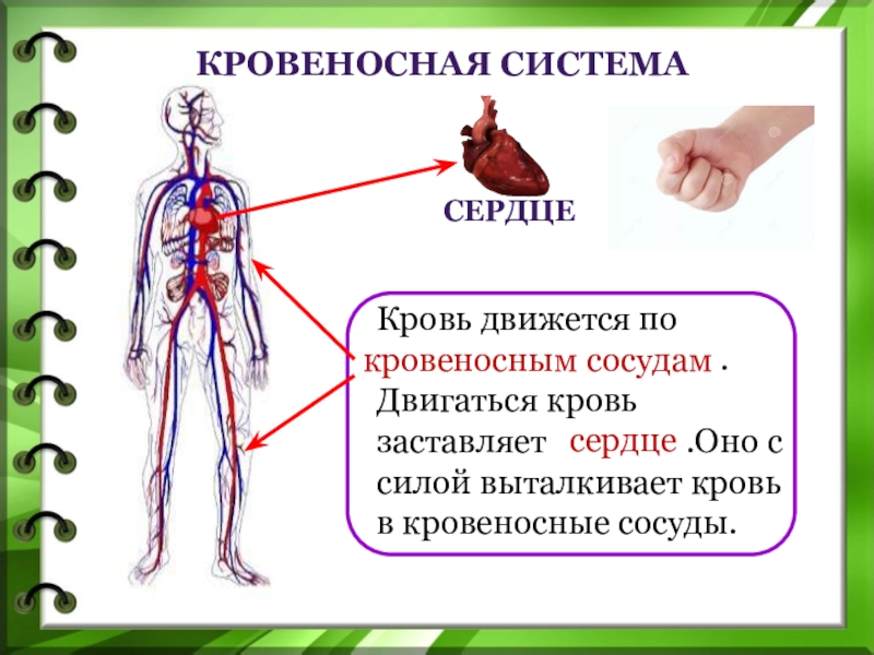 Кровеносная система проект 3 класс окружающий мир