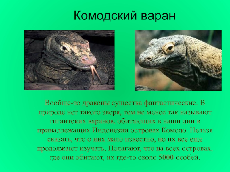 Комодский варанВообще-то драконы существа фантастические. В природе нет такого зверя, тем не менее так называют гигантских варанов,