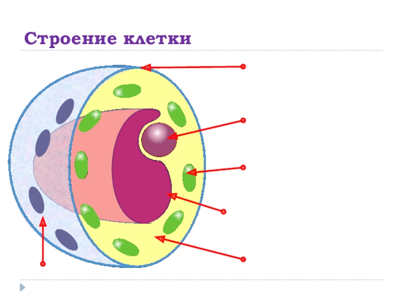 Строение клетки 5