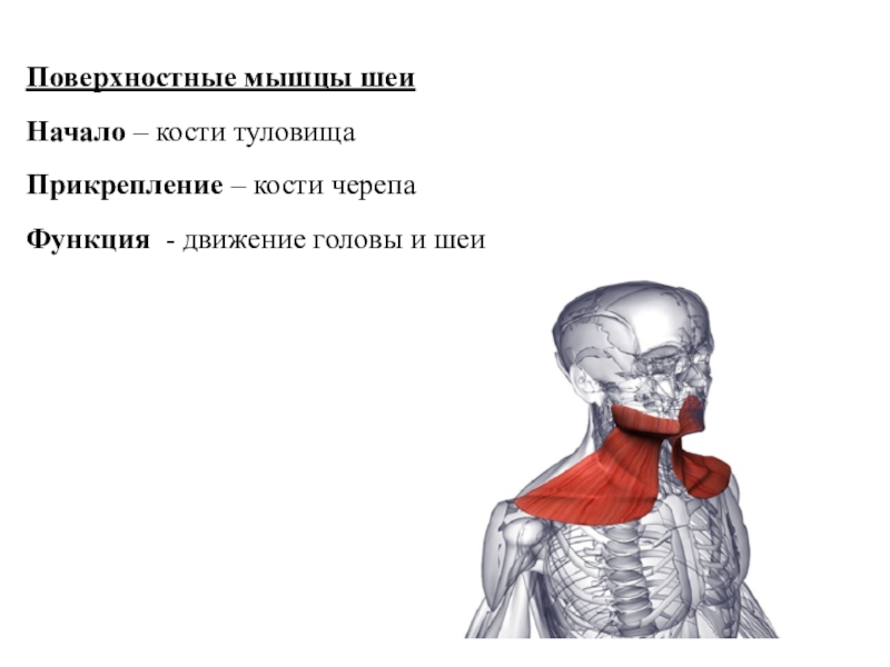 Мышцы головы и туловища