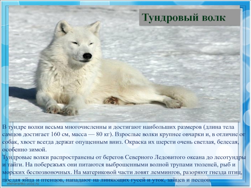 Тундра сообщение 4 класс. Тундра 4 класс окружающий мир. Доклад о тундре 4 класс по окружающему миру. Животные тундры проект. Презентация по окружающему миру 4 класс тундра.