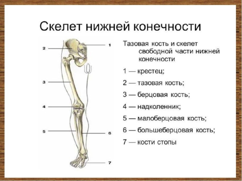 Итоговая работа по биологии 8 класс какой буквой на рисунке обозначена бедренная кость