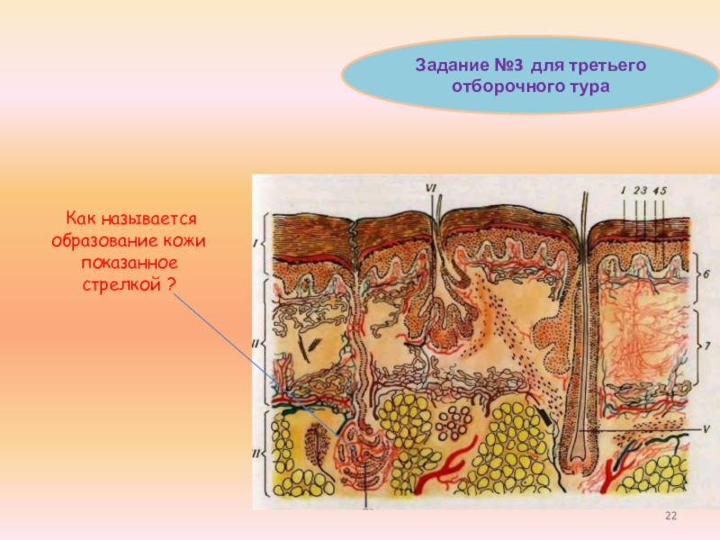 Мочевыделительная система и кожа 8 класс тест