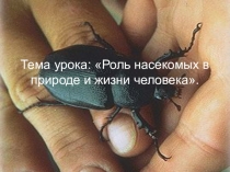 Презентация по биологии на тему Роль жизни насекомых в природе и жизни человека