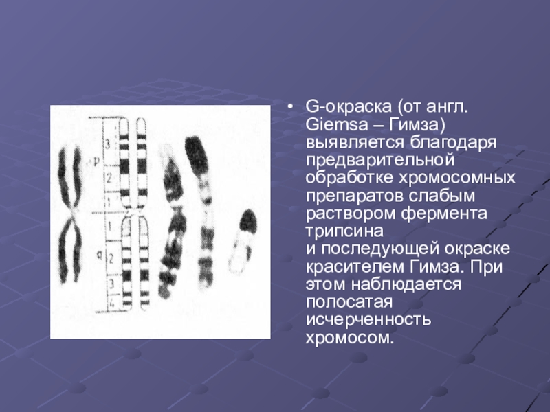 Изменение окраски хромосом. Цитогенетический метод окрашивание хромосом. Методы дифференциальной окраски хромосом. Рутинный метод окраски хромосом. Методы дифференциального окрашивания хромосом.