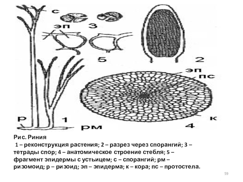 Кислород совершает замкнутый цикл изображенный на диаграмме p v рис 231 найдите графически