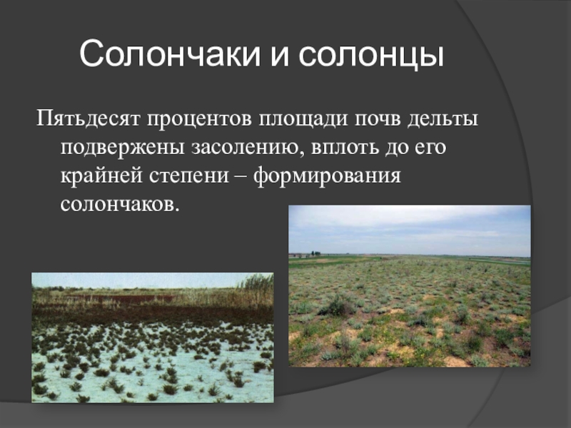 Солончаки почвы поволжья. Основные сведения о почвах Астраханского края. Почвы Астраханского края.