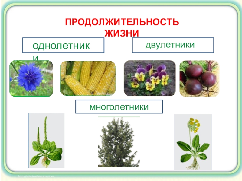 Растения живые существа. Какое растение сколько живет. Презентация растения живые существа организмы 3 класс школа 21 века. Какие растения живут в Санкт Петербурге.