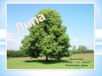 Презентация по окружающему миру Липа