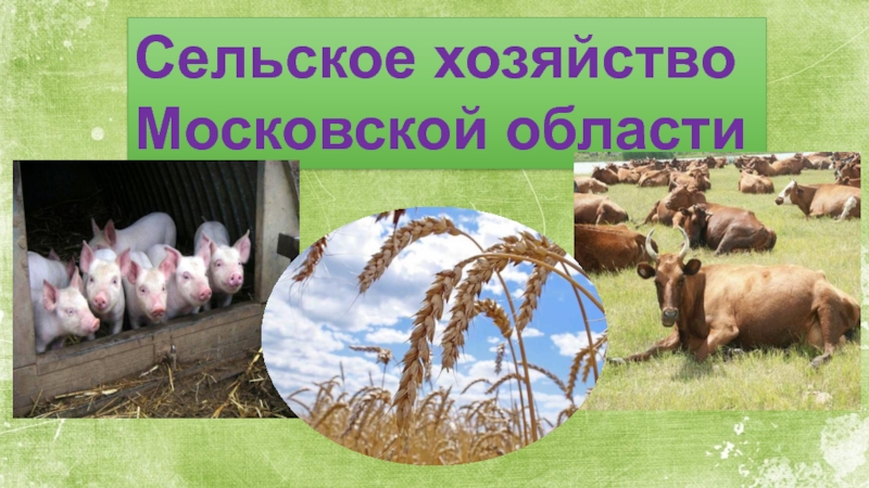 Основы экономики сельской хозяйстве. Хозяйство Московской области. Сельское хозяйство Подмосковья презентация. Область сельского хозяйства Московской области. Растениеводство в Московской области.