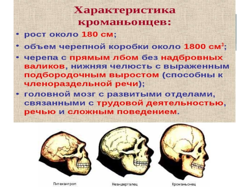 Кроманьонец мозг. Строение черепа кроманьонца. Череп кроманьонца описание. Особенности черепа кроманьонца. Череп кроманьонца характеристики.