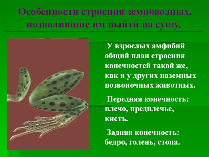 Какие особенности строения позволяют. Особенности строения земноводных. Какие особенности у земноводных. Особенности строения конечностей у земноводных. Что появилось у земноводных.