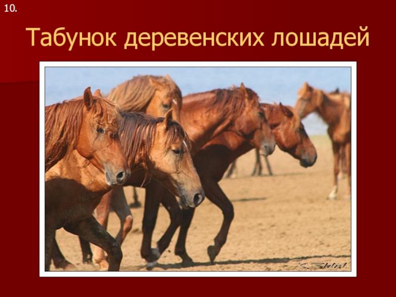 Табунок деревенских лошадей10.