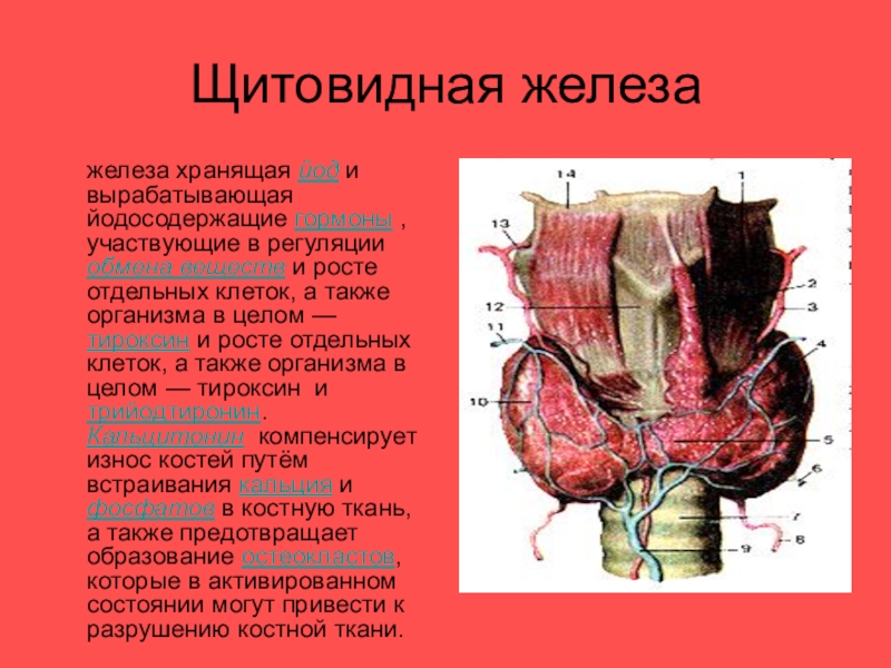 Под железы железа