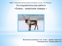 Презентация к исследовательскому проекту Олень - животное севера