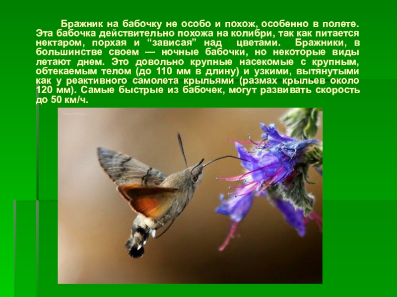 На что похожа бабочка. Бражник бабочка презентация. Строение бабочки БРАЖНИКА. Бабочка Бражник сообщение. Бражник презентация.