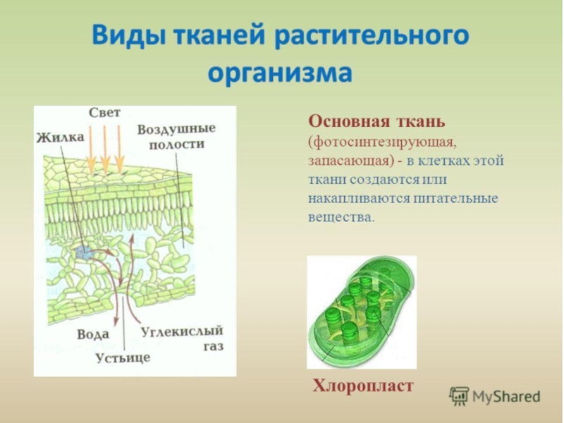 Строение органов растительного организма. Клетки фотосинтезирующей ткани. Ткани растений. Основная ткань в организме растений. Основные ткани растительных организмов.