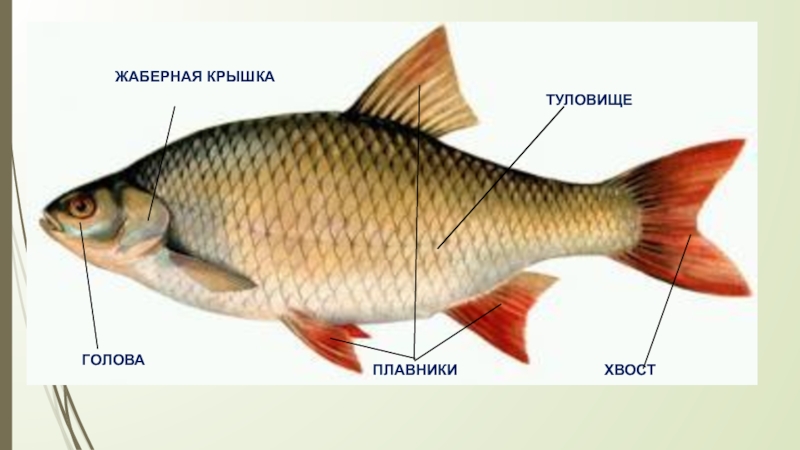 Крышка рыбы. Жаберные крышки. Костная жаберная крышка. Камбала жаберные крышки. Жаберная крышка у рыб.