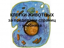 Презентация по биологии на тему: Клетки животных