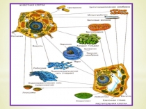 Химический состав клетки (5 класс)