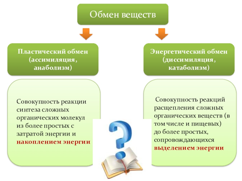 Пластическое значение обмена веществ