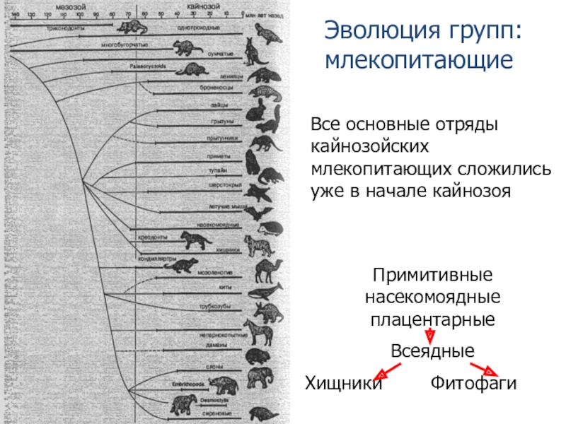 Эволюция млекопитающих схема