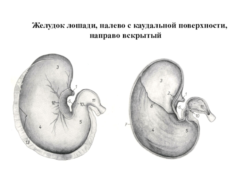 Несколько желудков. Желудок лошади строение. Строение однокамерного желудка лошади. Желудок лошади анатомия. Строение желудка лошади анатомия.