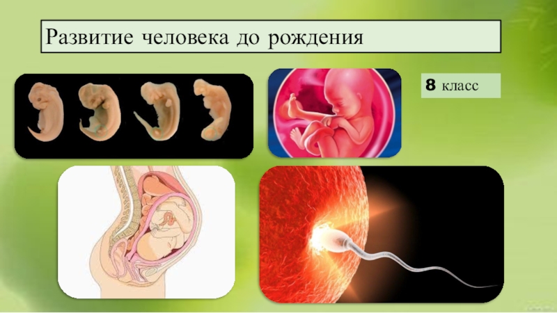 Развитие после. Развитие человека 8 класс. Развитие человека до рождения. Развитие человека биология 8 класс. Развитие человека после рождения.