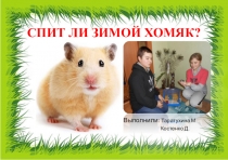 Презентация проекта Спит лли зимой хомяк