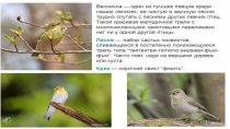 Презентация по биологии Голоса птиц 2
