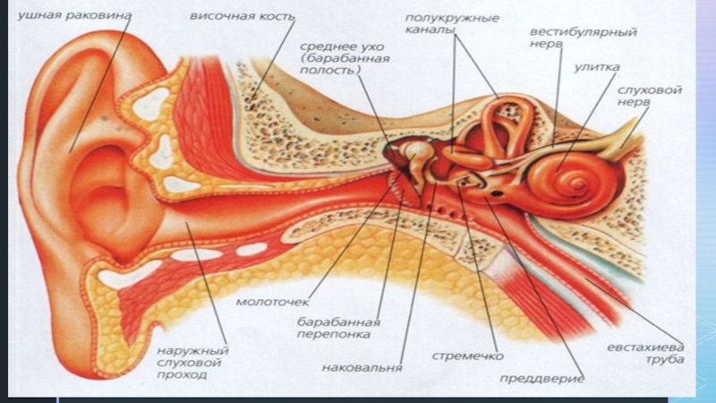 Строение уха человека фото с описанием снаружи болезни