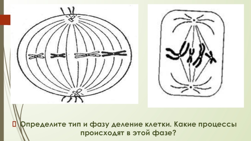 Определите тип деления клетки. Определите Тип и фазу деления. Определите Тип и фазу деления клетки изображенной. Фазы деления клетки. Типы и фазы деления диплоидной клетки.