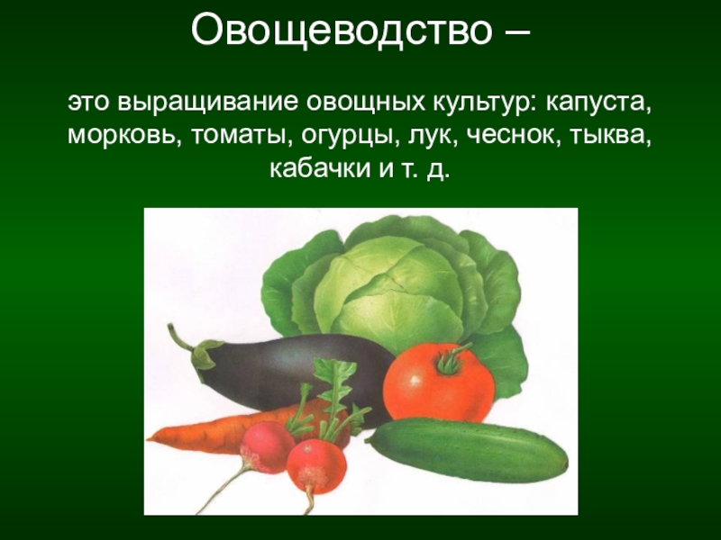 Отрасль овощеводства. Презентация на тему овощные культуры. Овощи овощные растения. Презентация на тему овощеводство. Сообщение о овощных культурах.