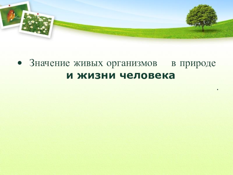 Презентация значение живых организмов в природе и жизни человека 5 класс презентация