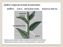 Презентация по биологии на тему Лист, его строение и значение 6 класс