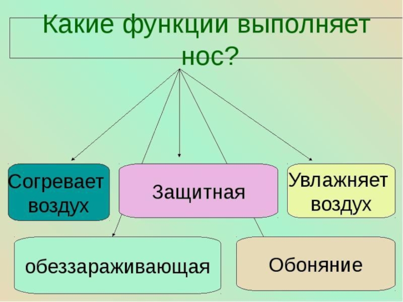 Какие функции природы. Какие функции выполняет воздух. Какие функции выполняет нос. Нос выполняет следующие функции. Какие функции выполняет воздух кратко.