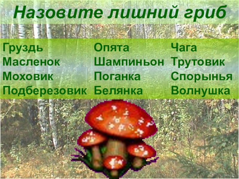 Наука которая изучает грибы. Микология презентация. Микология наука о грибах. Микология изучает грибы. Что изучает микология.