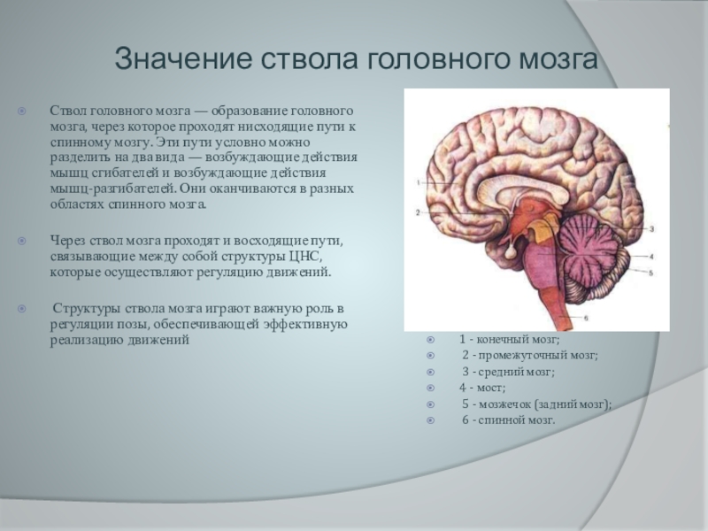 Диэнцефальная дисфункция головного мозга. Ирритация ствола головного мозга. Головной мозг отделы ствола мозга. Ствол головного мозга строение. Строение ствола мозга.
