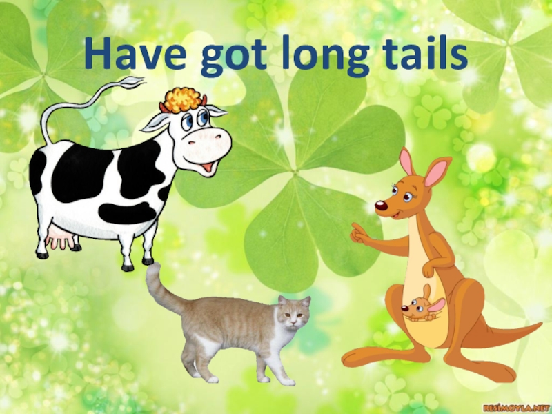 1 cows long tails