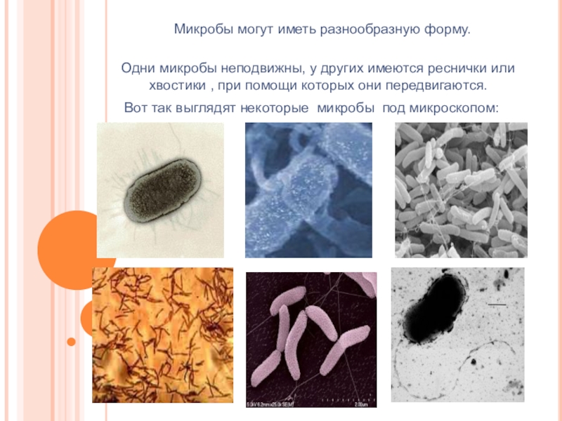 Проект микробы 3 класс