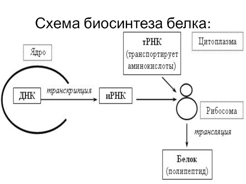 Презентация на тему биосинтез белка