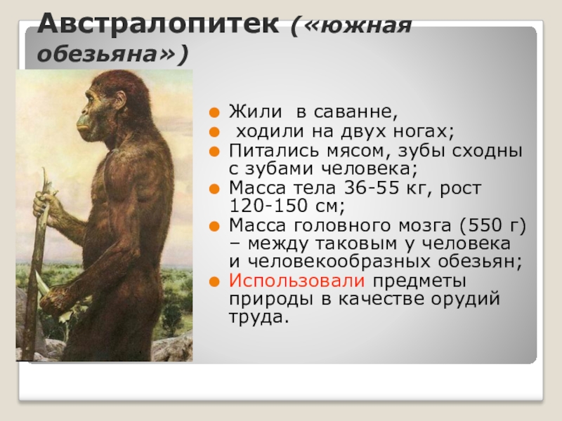 Что в переводе с латинского означает австралопитек