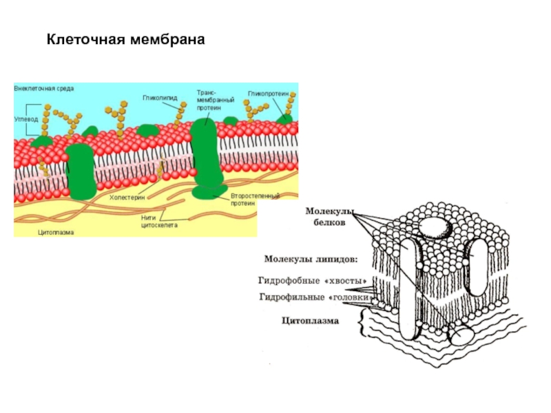 Строение мембраны рисунок. Строение клеточной мембраны рисунок. Строение мембраны клетки рисунок. Клеточная мембрана наличие мембран. Как выглядит клеточная мембрана в клетке.