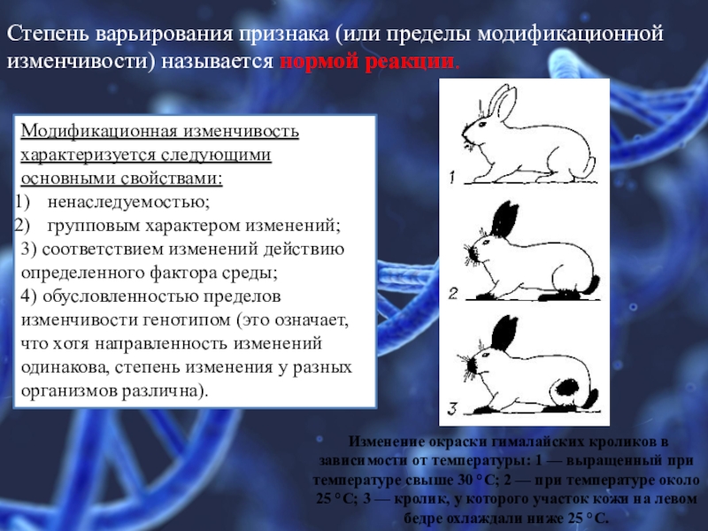 Норма реакции это пределы модификационной изменчивости. Норма реакции модификационной изменчивости. Пределы модификационной изменчивости. Модификационная изменчивость характеризуется. Пределы модификационной изменчивости признака.