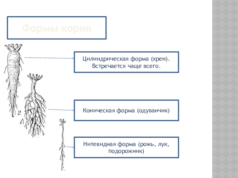 Функции корня 1 2 3