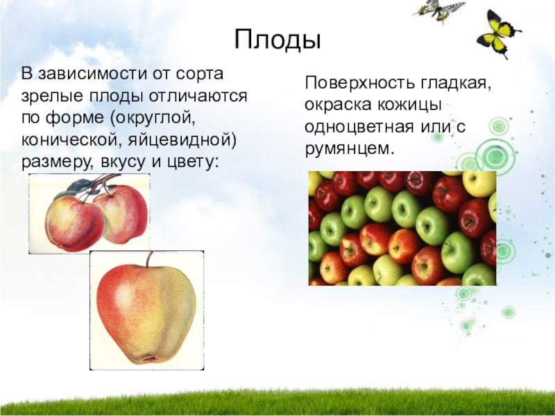 Какую функцию выполняет плод яблони