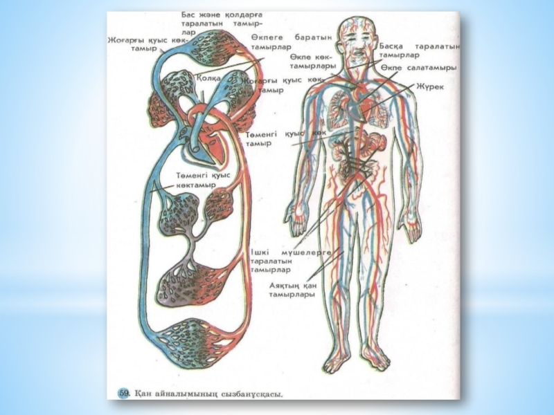Кіші қан айналым шеңбері. Кан биология. Органы человека на башкирском языке Тамыр. 8 Клаас биология Кан тамырлардын тузулушу.